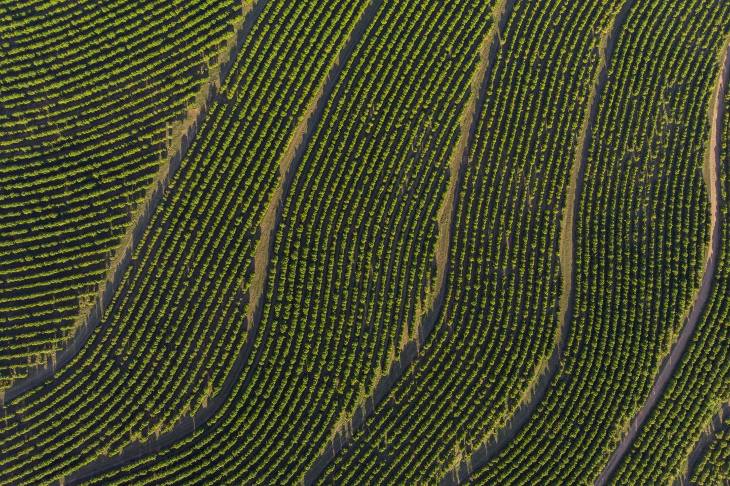 Aerial view of field. Sustainability, innovation, agrochem, agritech.
