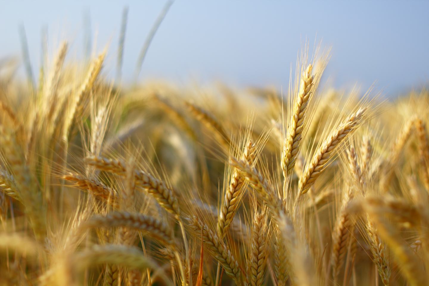 Wheat in a field