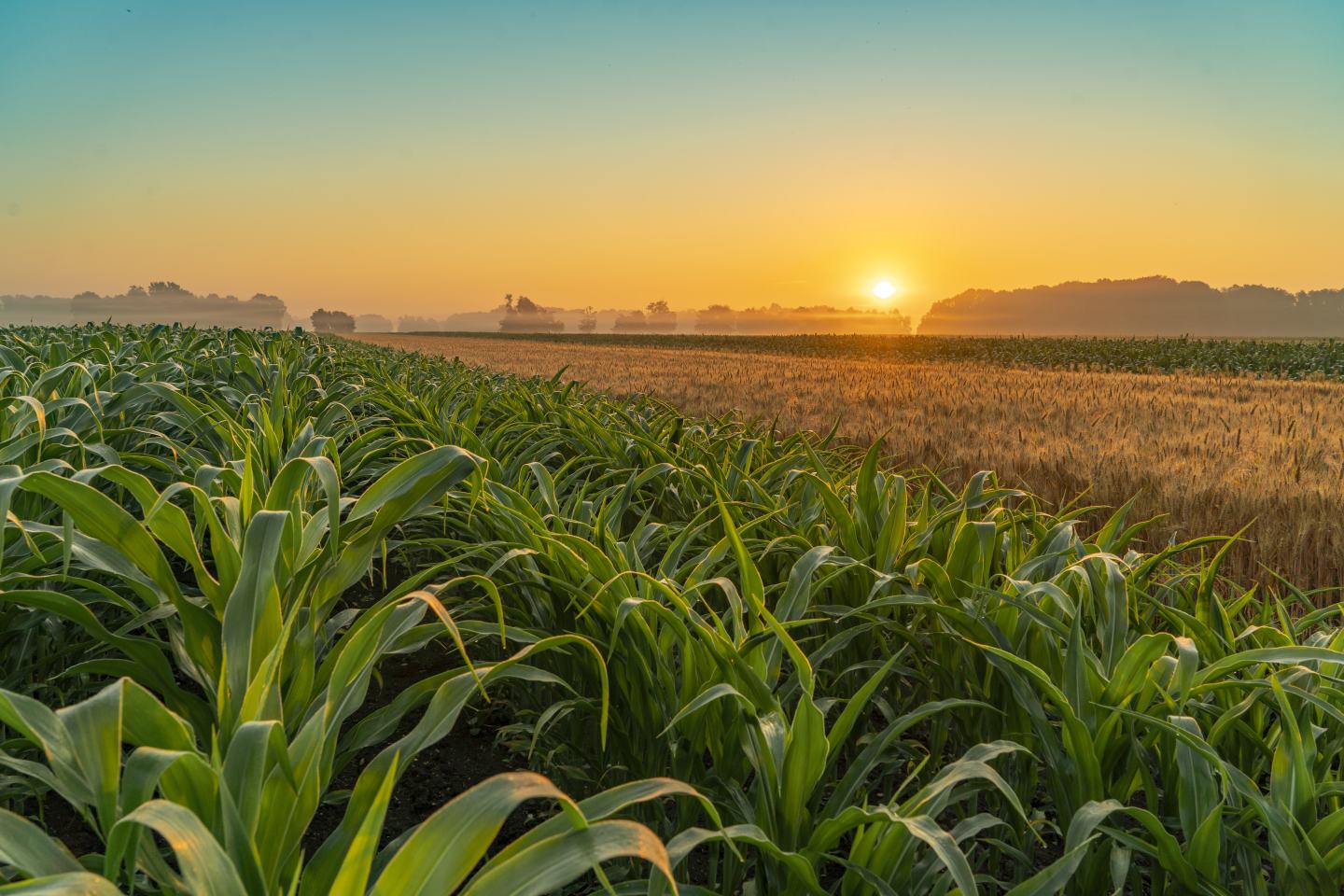 Sunset over corn crop